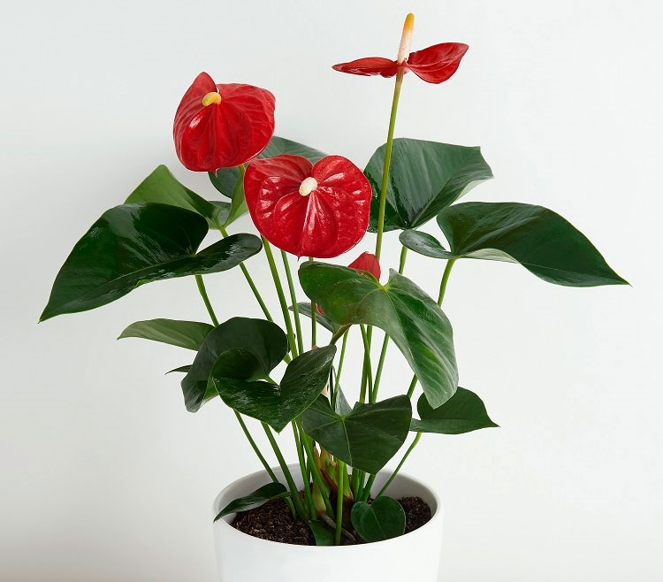 Антуриум идеальное растение для офиса