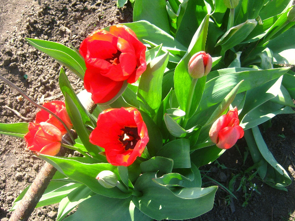 Красные тюльпаны: символика значение и приметы